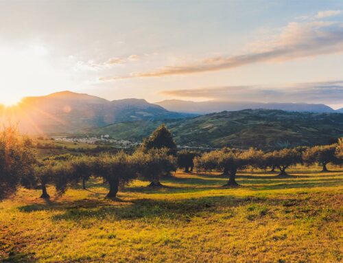 L’Olioturismo, un viaggio multisensoriale